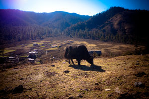 Phobjikha Valley 1/16 by Tripoto