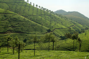 Thekkady 1/66 by Tripoto