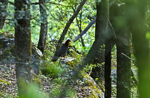 The Great Himalayan National Park 1/33 by Tripoto