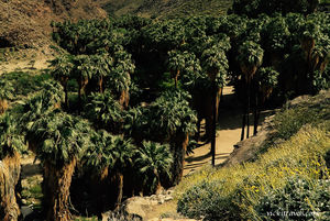 Indian Canyons