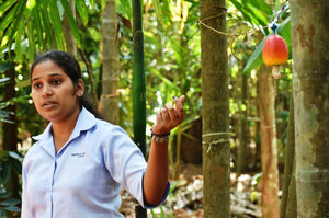 A Complete Guide To Spice Plantation Tour In Goa