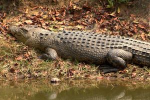Bhitarkanika Trip – Bikers, Crocodiles & The Olive Ridley Turtles