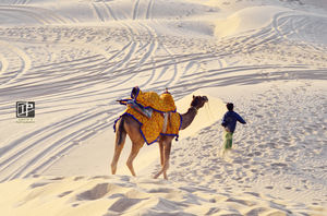 JAISALMER - Desert Sand and More!!