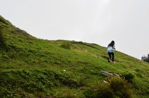 A trek through the whistling woods