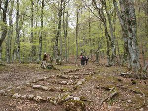 Fagosa Forest 1/1 by Tripoto