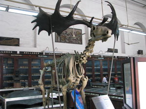 Dinosaurs in India - in Museums and Fossils