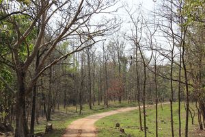 A Jungle Treat : Pench National Park