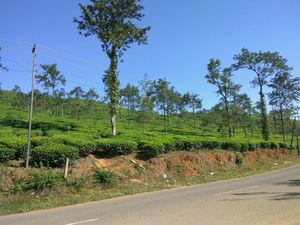 Towards west, To Wayanad