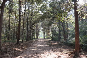 Jim Corbett National Park, Uttarakhand