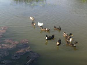 Refugee Village of Odisha
