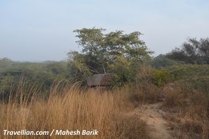 UnExplored Sanjay Van explored on a Chilled Sunday Morning