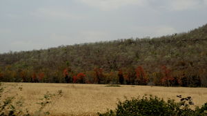 Heart of India I- Delawadi Jungle camp, Ginnaurganj fort