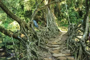 Jingmaham Living Root Bridge 1/undefined by Tripoto
