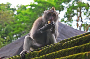 Sacred Monkey Forest Sanctuary 1/13 by Tripoto