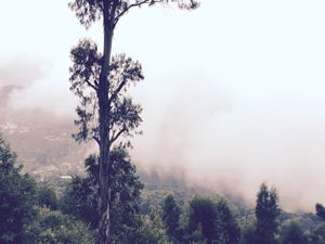 Kodaikanal: Princess of hill stations!