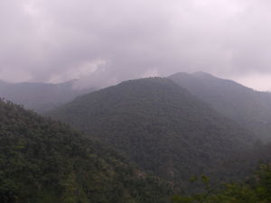 The pine forest at Dhanachuli
