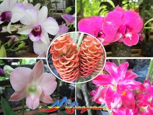 Mambukal Mountain Resort 1/8 by Tripoto