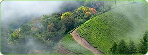 Hills Stations to Visit in Kerala