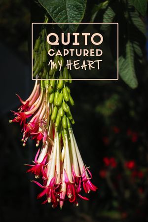 Quito captured my heart