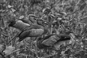Diary 4: Kulik wildlife sanctuary