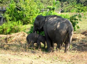 Kaziranga National Park 1/146 by Tripoto