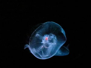 Sea Life Sydney Aquarium 1/1 by Tripoto
