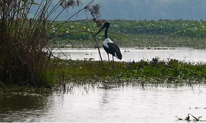 Harike Bird Sanctuary 1/2 by Tripoto