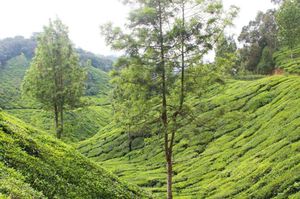 Weekend in Munnar