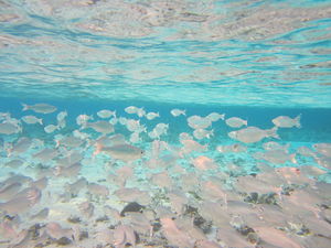 Planning Maldives??? Read this