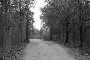 Safari – Pench Wildlife Sanctuary, Madhya Pradesh