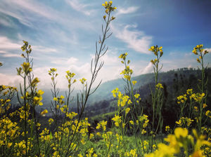 The New Mountains : Nilgiris ( Coonoor Hill Station)