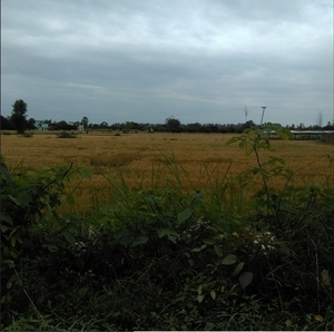 Foot of a Hill - Ramnagar