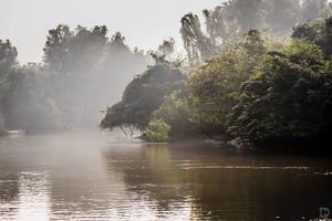 This Mangrove Forest In Odisha Is Visited By A Million Turtles Every Year But Not So Much By Indians