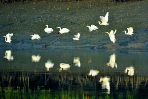 Sundarbans National Park 1/9 by Tripoto