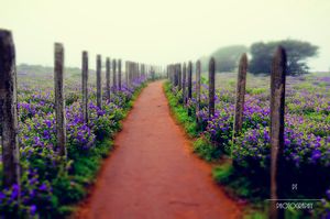 Kaas - The Plateau of Flowers