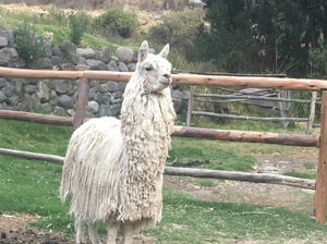 Peru: the Posh, the Wild and the Ancient - Part 1: Lima to Arequipa