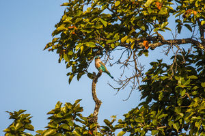 Bandhavgarh| The Tiger Territory