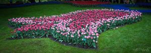 Keukenhof : Where The Grass Is Green On All Sides