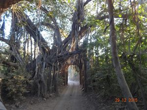 Ranthambore National Park – The Land Of Tigers