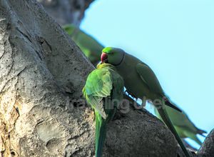 A peaceful trip to mother Nature and its beautiful Birds-Ghana Bird Sanctuary (National Park)