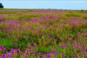Kaas, The Enthralling floral Plateau.