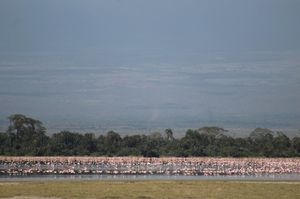Hakuna Matata from Kenya