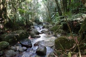 El Yunque National Forest 1/2 by Tripoto