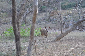 When tiger calls - Ranthambore National Park