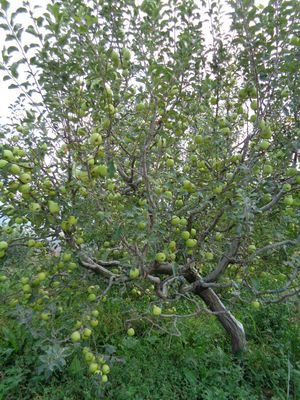 The Art of Climbing Apple Trees in Himachal Pradesh.
