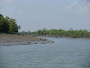 Royal Bengal Residence: The Sundarbans