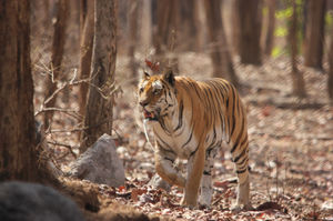 Pench, Collarwali and the Bengali