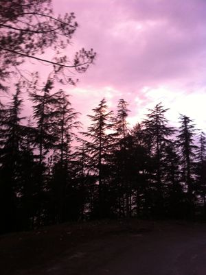 Shimla