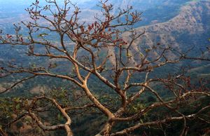 Mahabaleshwar: A gem of Western Ghats