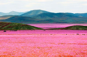 The Driest Place on Earth Has Now Transformed Into a Glorious Bed of Flowers